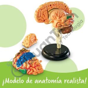 MODELO ANATOMICO DE CEREBRO COLORES 15 PARTES