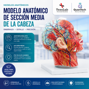 MODELO ANATOMICO DE SECCION MEDIA DE LA CABEZA