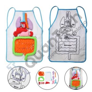 DELANTAL CON ORGANOS DESMONTABLES