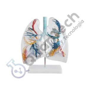 MODELO ANATOMICO DE PULMONES CON ARBOL BRONQUIAL Y TRAQUEA