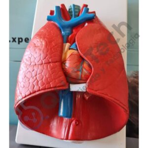 MODELO ANATOMICO SISTEMA CARDIO RESPIRATORIO