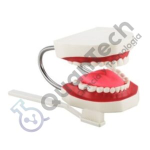 MODELO COMPLETO DE LA DENTADURA JUMBO