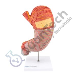 MODELO ANATOMICO DEL ESTOMAGO