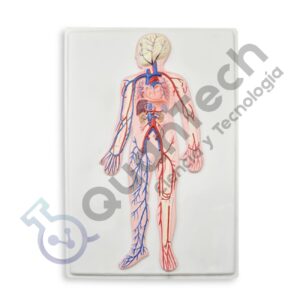 MODELO ANATOMICO DE SISTEMA CIRCULATORIO