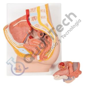 MODELO ANATOMICO PELVIS FEMENINA