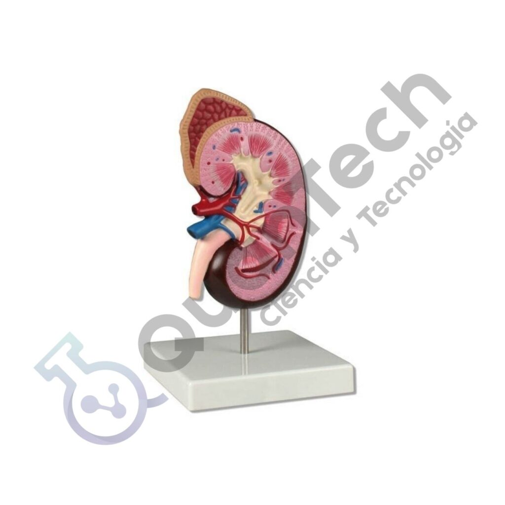 MODELO ANATOMICO DE RIÑON EN TAMAÑO 1.5x – Quantech