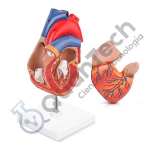 MODELO ANATOMICO DE CORAZON TAMAÑO NATURAL
