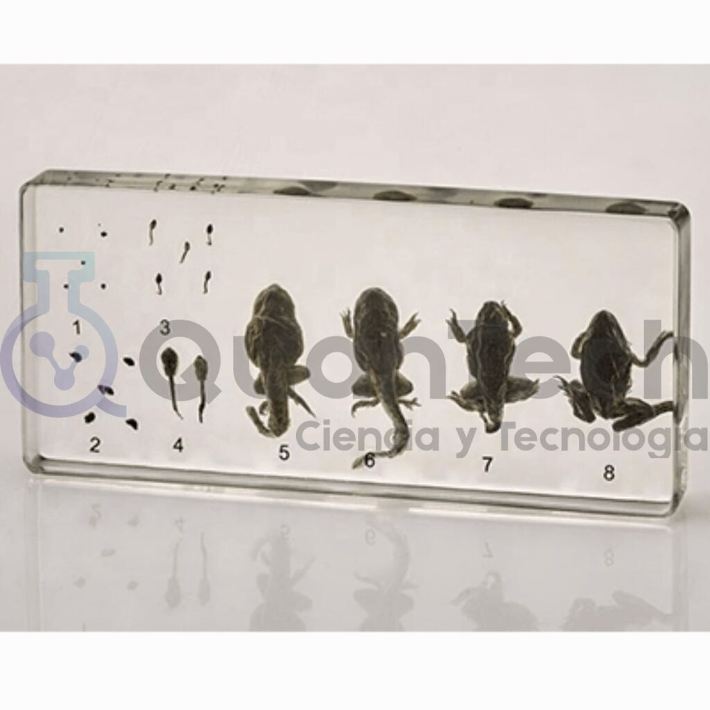Kit De Cultivo De Cristales – Ciencia Y Manualidades Con Crecimiento En 3-5 Días, Ideal Para Niños Y Jóvenes Científicos