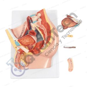 MODELO ANATOMICO PELVIS MASCULINA