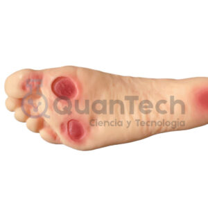 MODELO ANATOMICO DE PIE DIABETICO 2