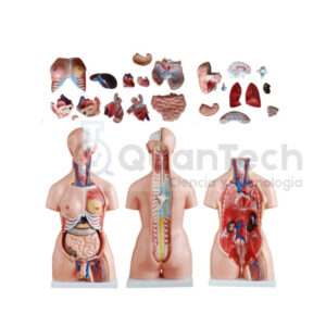 MODELO ANATOMICO DE TORSO HUMANO 55 CM 23 PCS