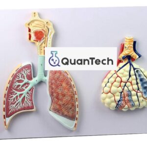 MODELO ANATOMICO DE SISTEMA RESPIRATORIO