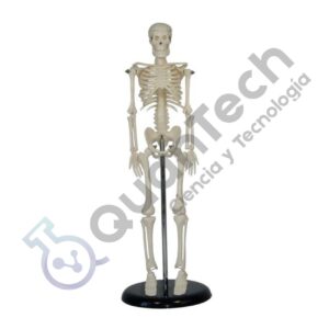 MODELO ANATOMICO DE ESQUELETO 42 CM