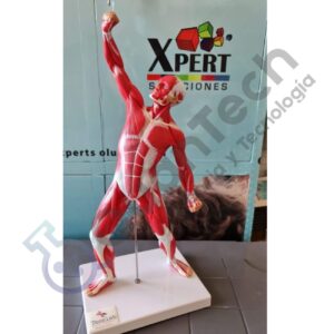 MODELO ANATOMICO MUSCULATURA DEL CUERPO HUMANO 50 CM