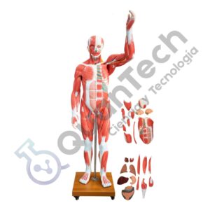 MODELO ANATOMICO DE LA MUSCULATURA MASCULINA 175 CM (29 PIEZAS)
