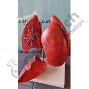 MODELO ANATOMICO DE PULMONES DOBLE