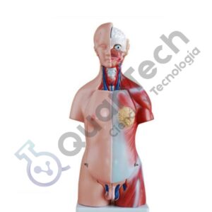 MODELO ANATOMICO DE TORSO HUMANO 45 CM 23 PCS