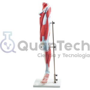 MODELO ANATOMICO MUSCULATURA DE LA PIERNA
