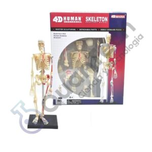 MODELO ANATOMICO DE ESQUELETO HUMANO 46 PCS, 24 CM