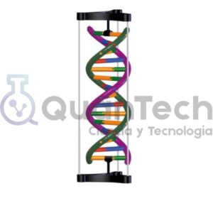 MAQUETA DE ADN ARN DOBLE ELICE