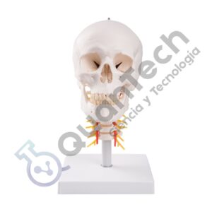 MODELO ANATOMICO DE CRANEO CON VERTEBRAS