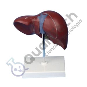MODELO ANATOMICO HIGADO HUMANO