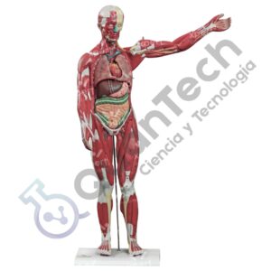 MODELO ANATOMICO MUSCULATURA DEL CUERPO HUMANO 85CM (27 PCS)