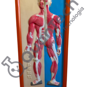 MODELO DEL SISTEMA MUSCULAR