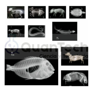 SET DE 10 RAYOS X DE ANIMALES