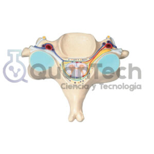 SECCIÓN TRANSVERSAL DE LA QUINTA VÉRTEBRA CERVICAL