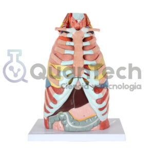TÓRAX MODELO DE TORSO CON ÓRGANOS INTERNOS DELUXE