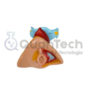 MODELO DE ORGANO GENITAL FEMENINO INTERNO Y EXTERNO