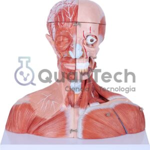 MODELO DE CABEZA, CUELLO Y MUSCULATURA TORACICA 19 PCS