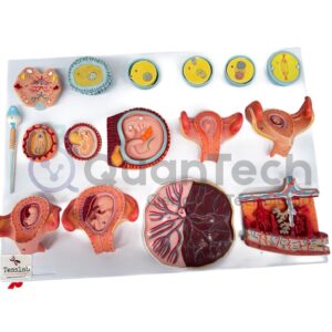 MODELO DE FERTILIZACION Y MODELO EMBRIONARIO 16PCS