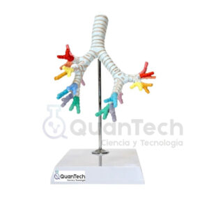 MODELO ANATOMICO DE ARBOL BRONQUEAL