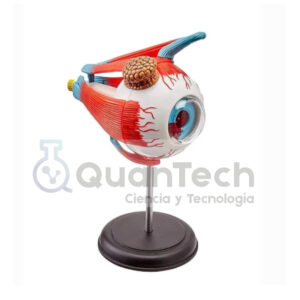 MODELO ANATOMICO DE OJO DESARMABLE EN 35 PCS