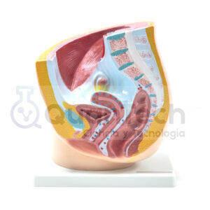 MODELO DE PELVIS CORTE SAGITAL FEMENINO