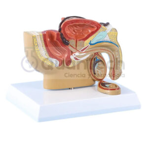 MODELO REPRODUCTOR MASCULINO PELVIS CORTE SAGITAL