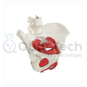 PELVIS CON MÚSCULOS SUELO PÉLVICO Y PERINEO