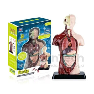 MODELO DE TORSO HUMANO 28 CM